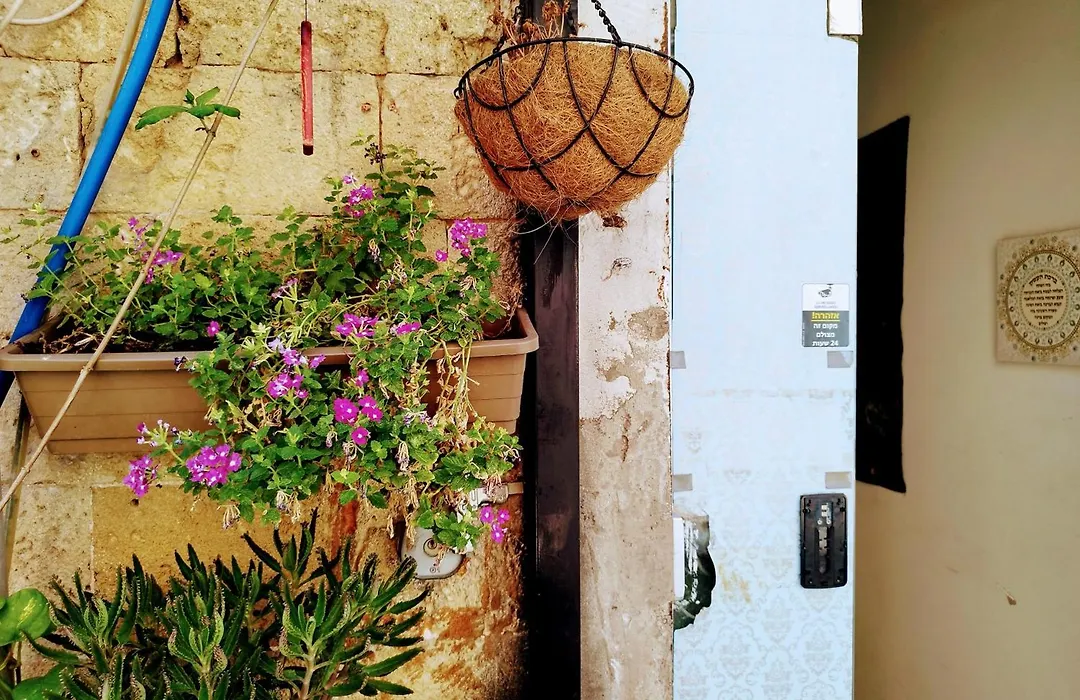 Polihosts Old Jaffa-1